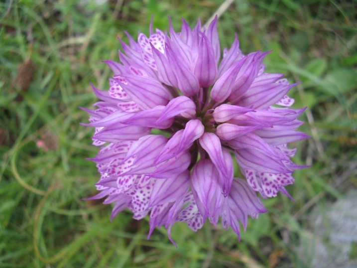Orchidea 2