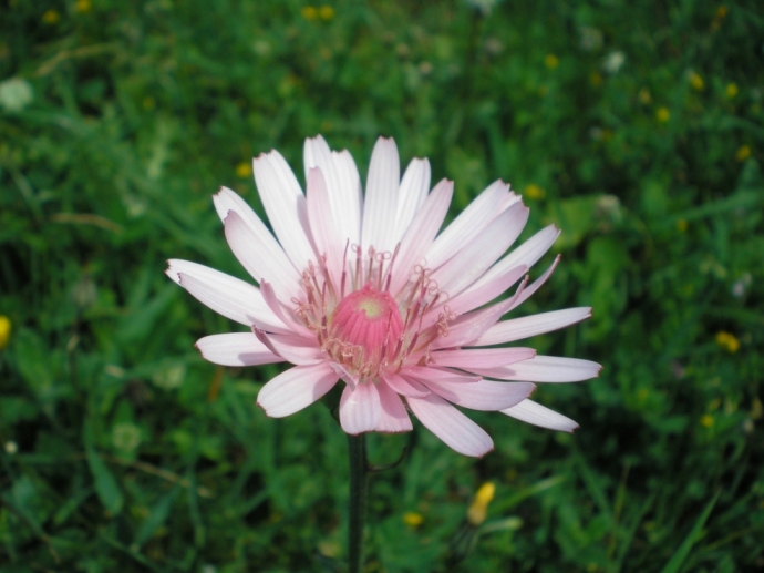 Fiore