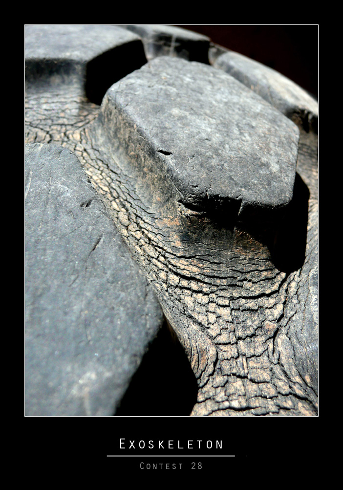 Exoskeleton (Contest 28)
