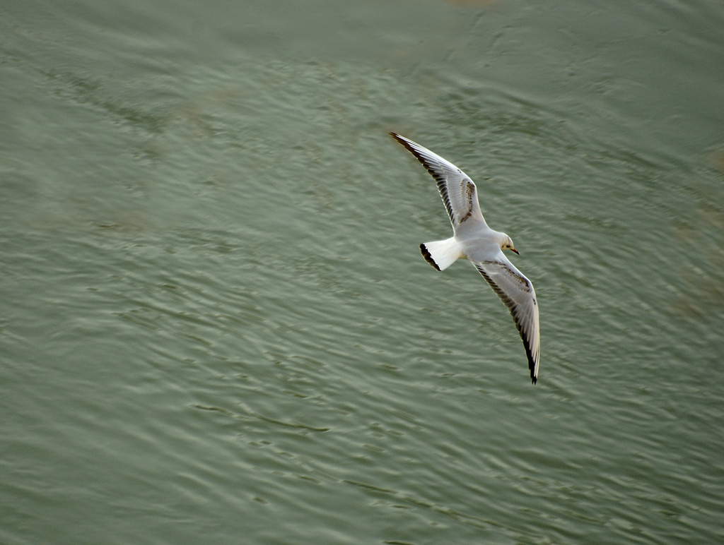 in volo