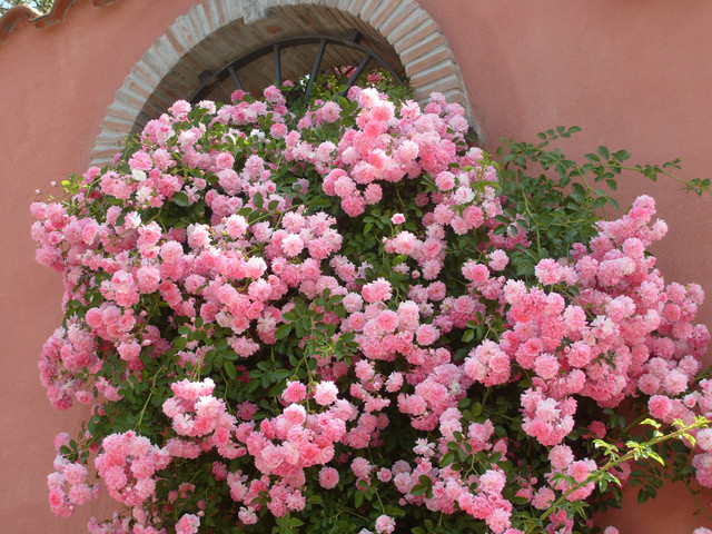rosa...
