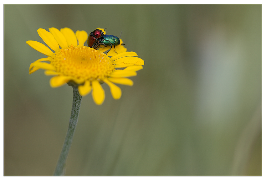 il giallo,il rosso e la verde..