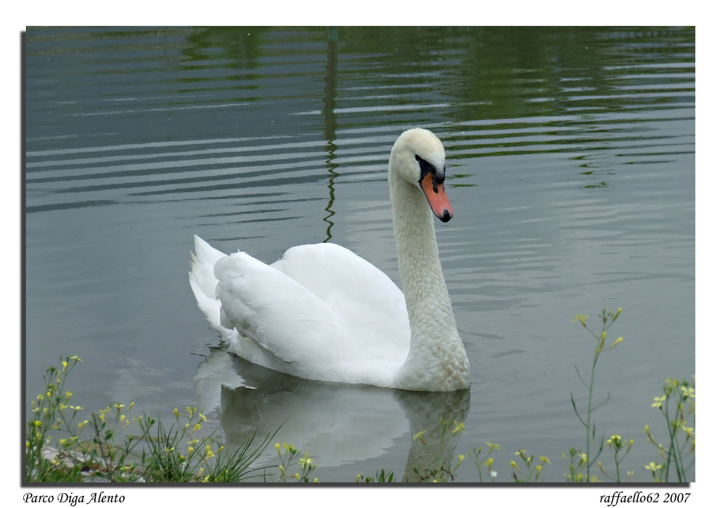 Cigno