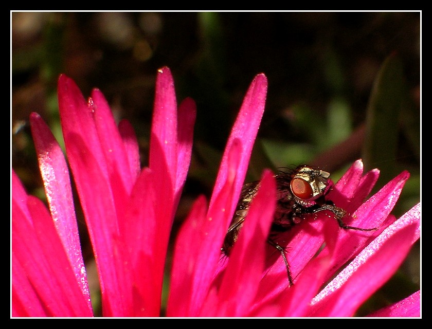 Moschina