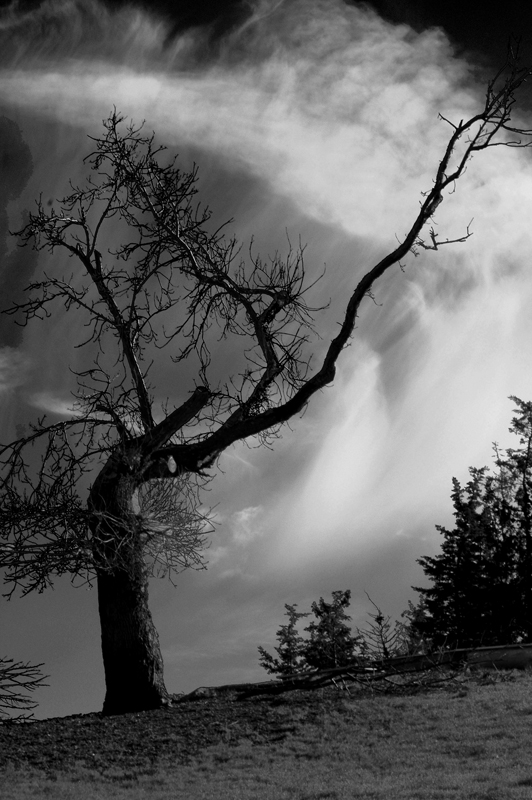 l'albero