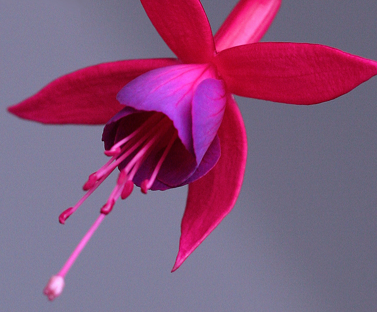 FUCHSIA