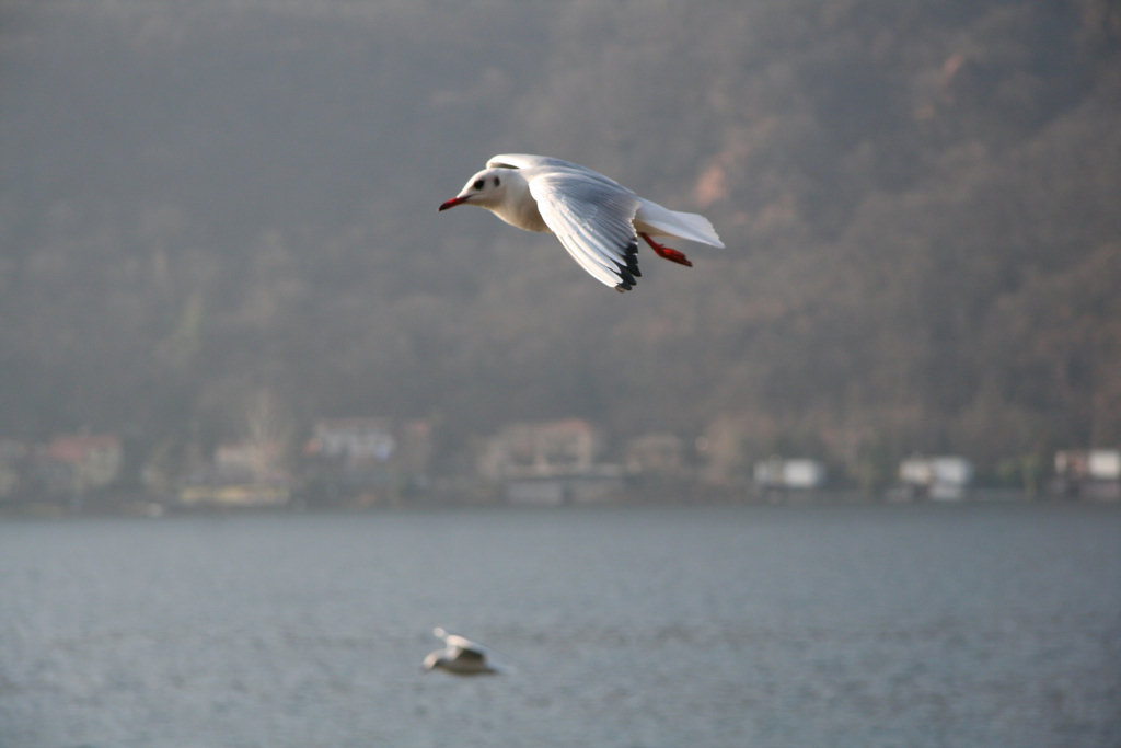In volo