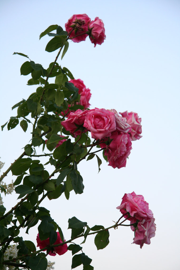 Fiori
