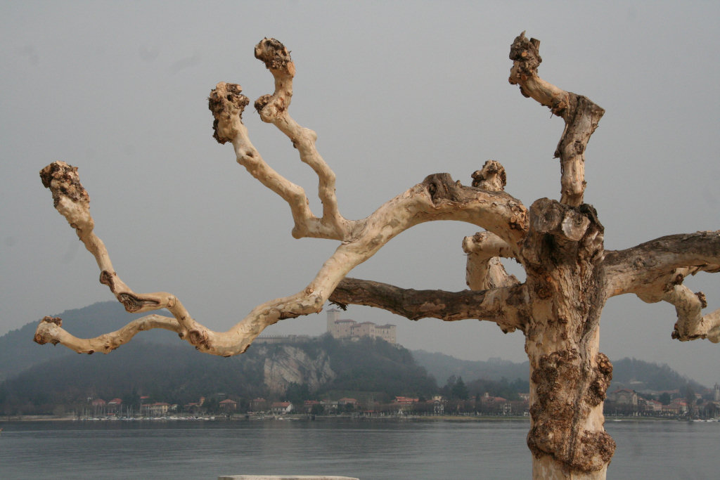 Albero nudo