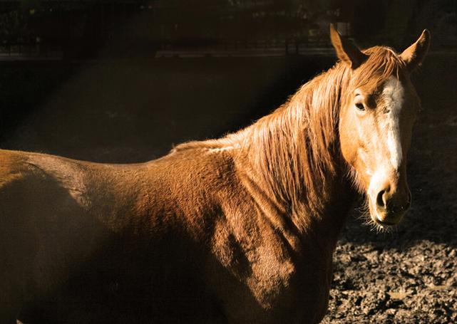 cavallo