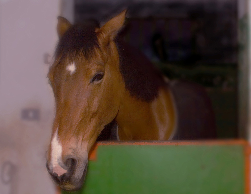 cavallo2