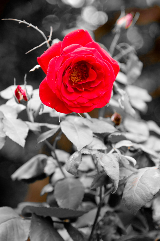 rosa ros-sa