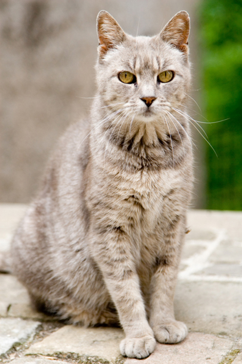 ritratto di gatto