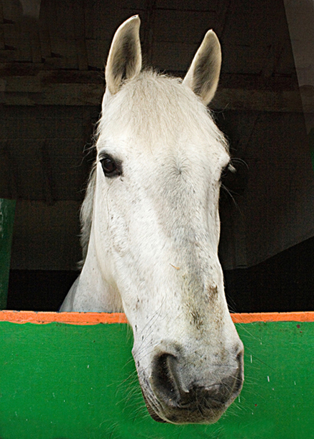 cavallo5