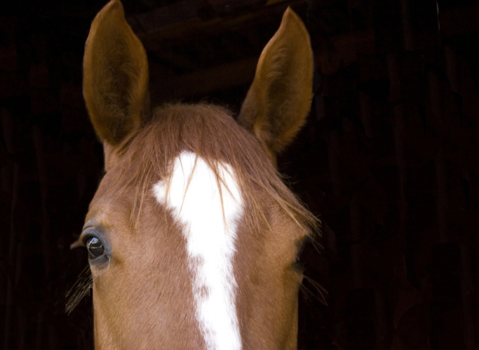 cavallo6