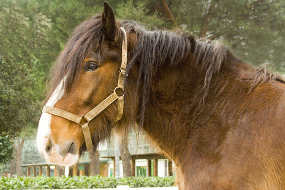 cavallo7