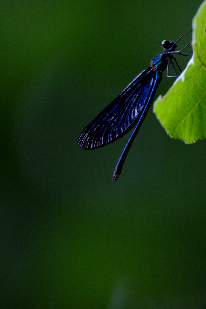 Libellula electric blue