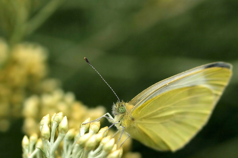 Farfalla#2