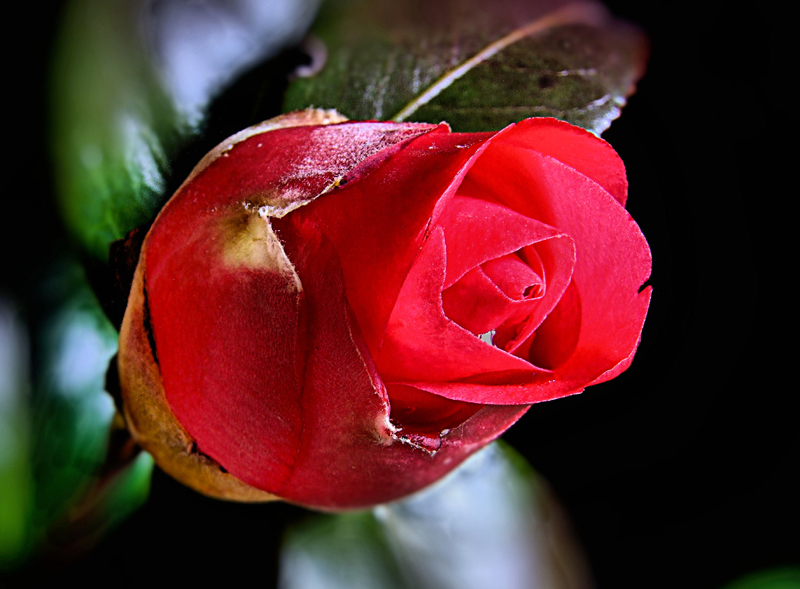 Camelia