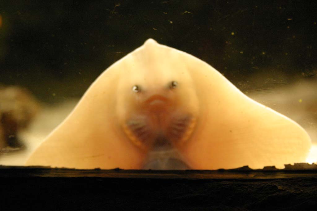 ANIMALI
