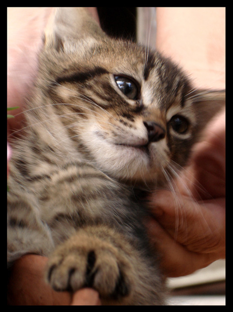 miao...