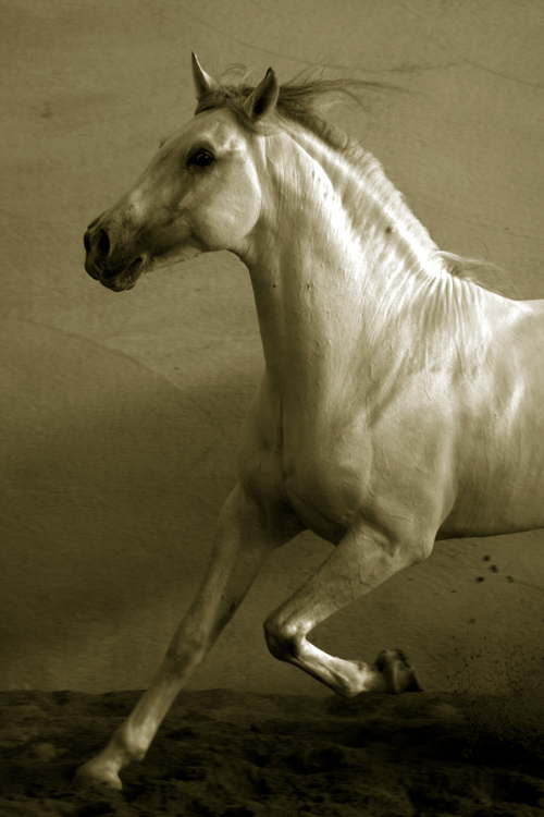 don vivar