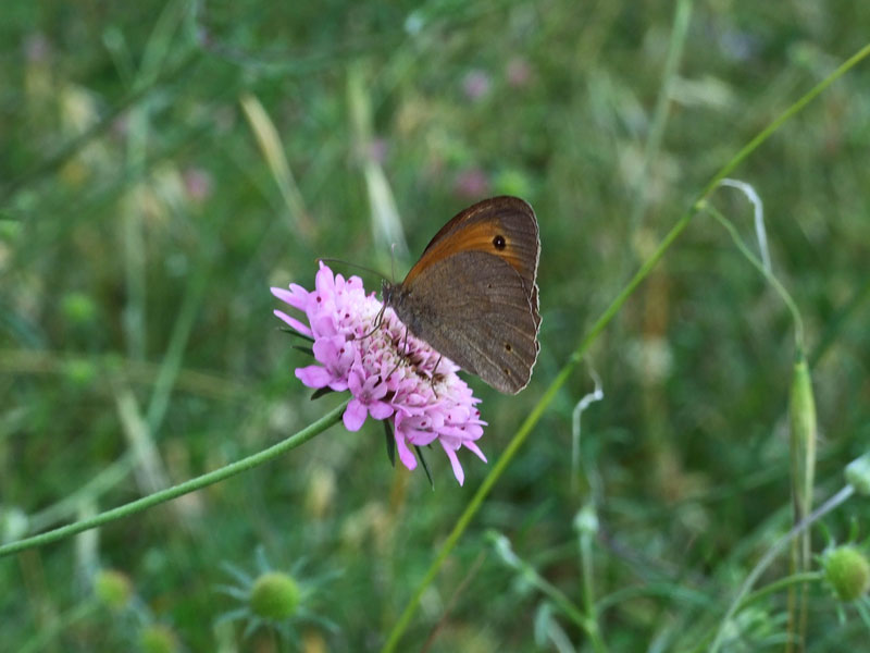 Farfalla