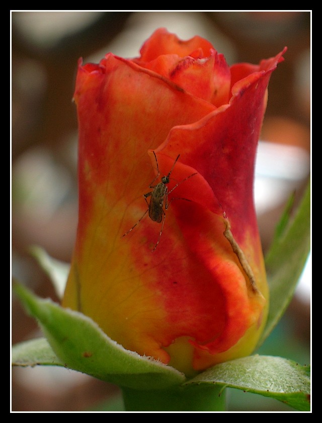 Il colore  giusto...la sostanza no