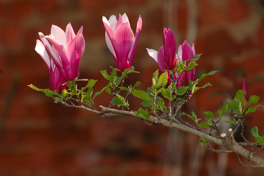 Magnolia