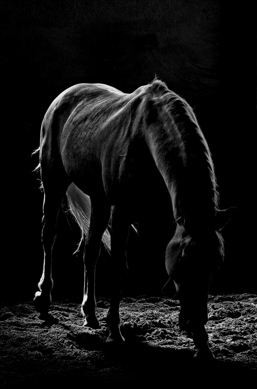 sueno bw