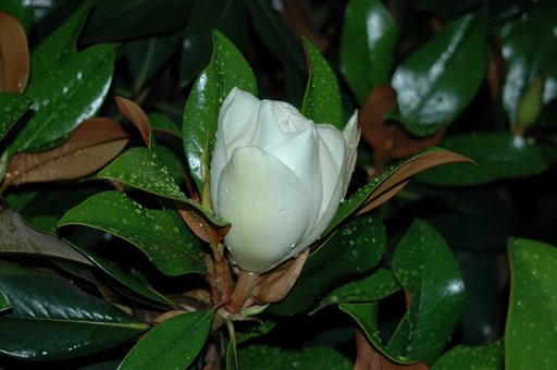 Fiore