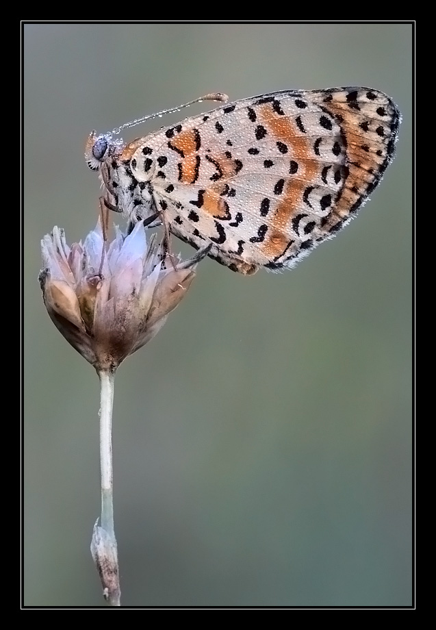 Melitaea