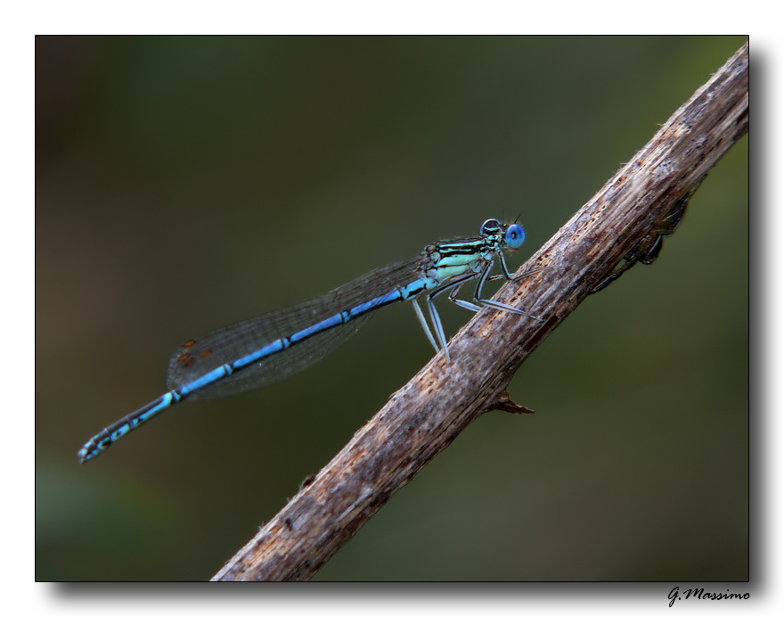 Libellula