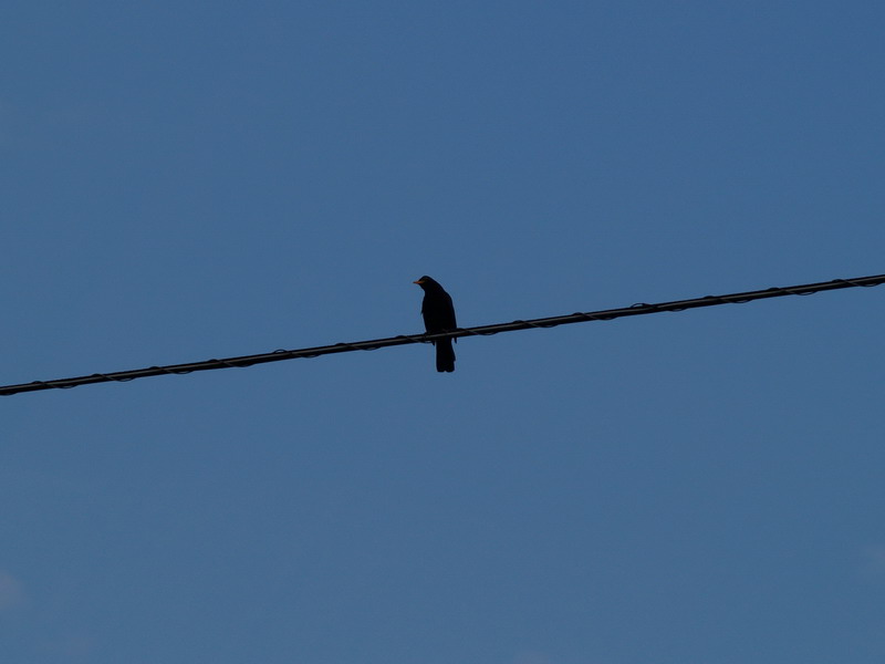 Solitudine