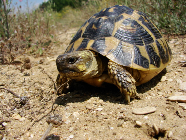 testudo hermanni hermanni