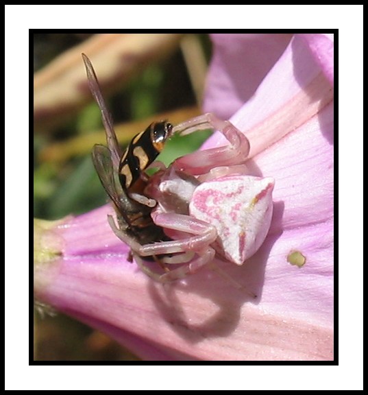 THOMISUS ONUSTUS
