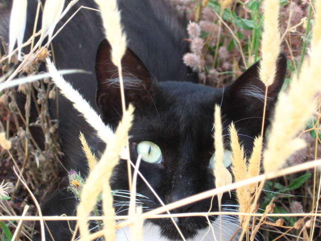 kitty