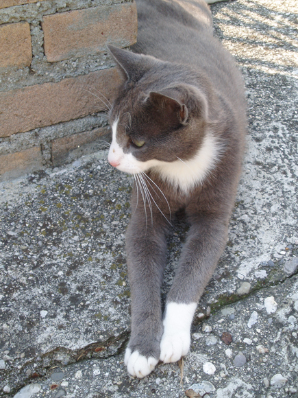Picione