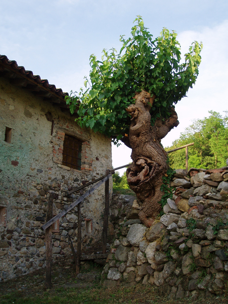 Alberi e case