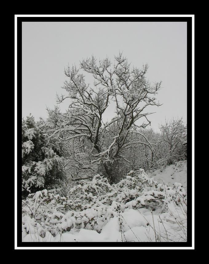 Neve