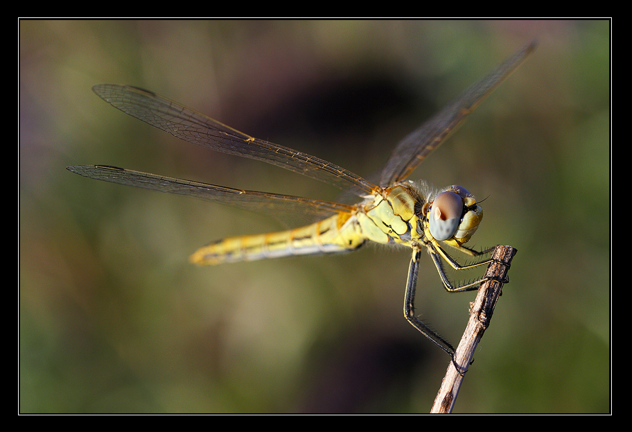 dragonfly