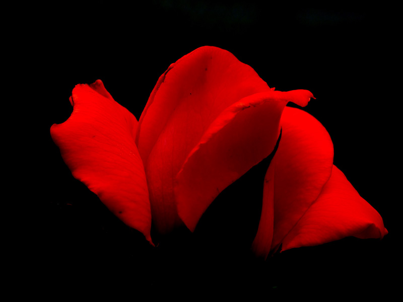 Petali rossi