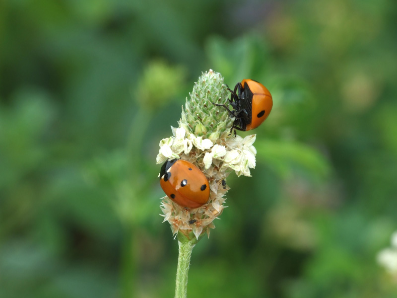 Coccinelle