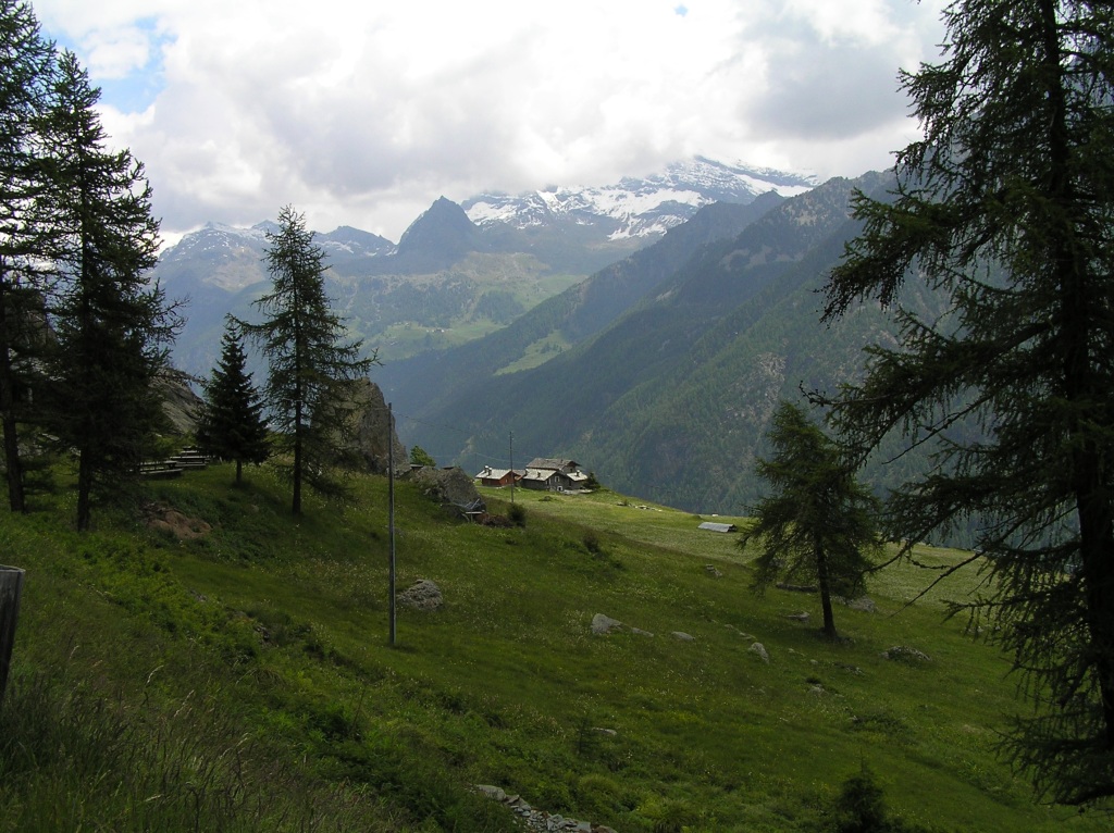 tra gli alberi