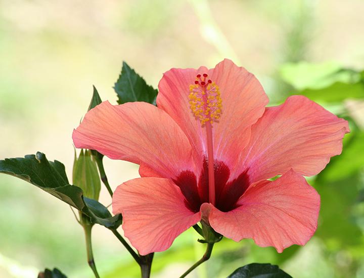 Hibiscus##