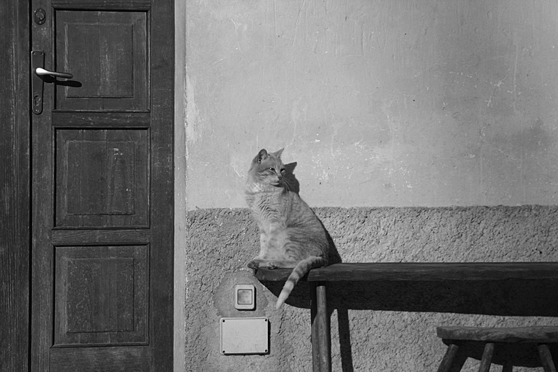 gatto invernale