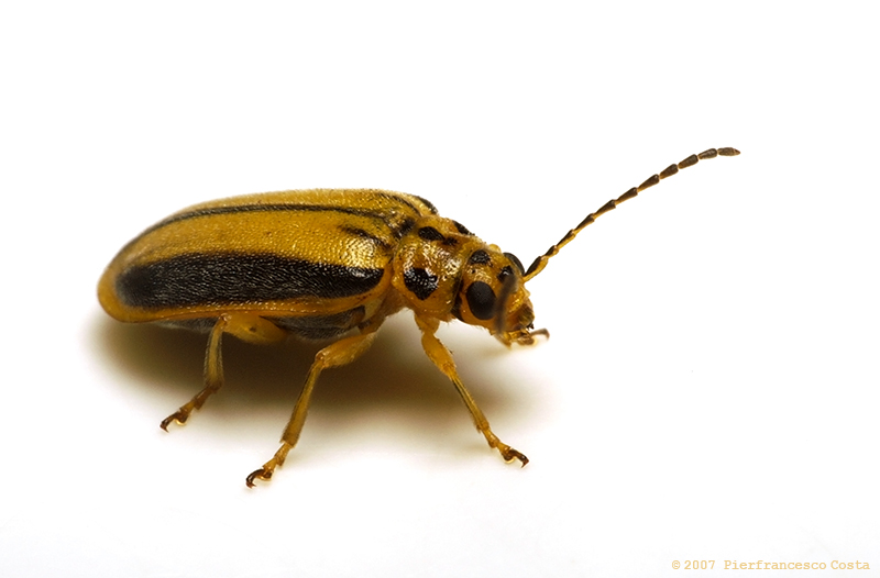 Xanthogaleruca luteola