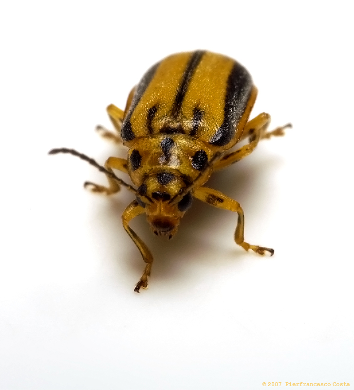 Xanthogaleruca  luteola