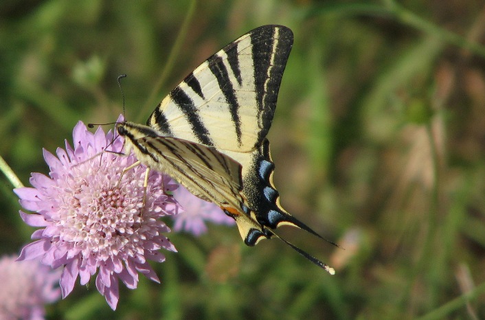 Podalirio in fiore