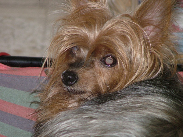 La mia cagnolina